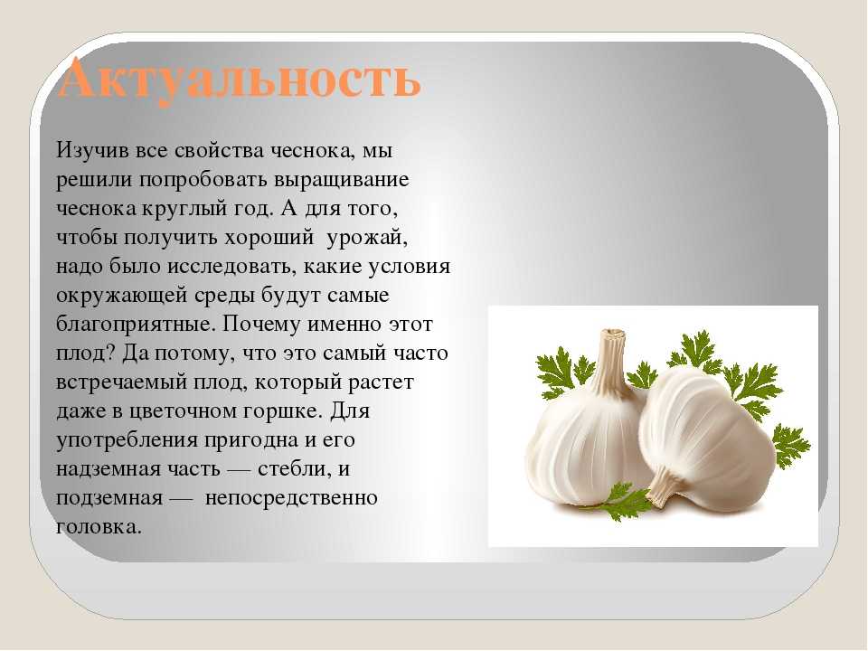 Лечебные свойства чеснока: "русский пенициллин"