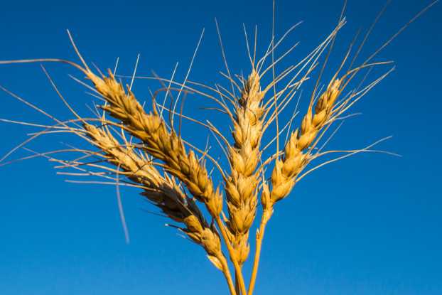 Выращивание пшеницы: особенности посадки и ухода
