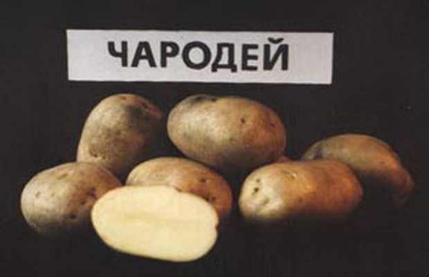 Картофель чародей: характеристика и описание сорта, фото картошки чародейка, вкусовые качества и особенности выращивания, отзывы | сортовед