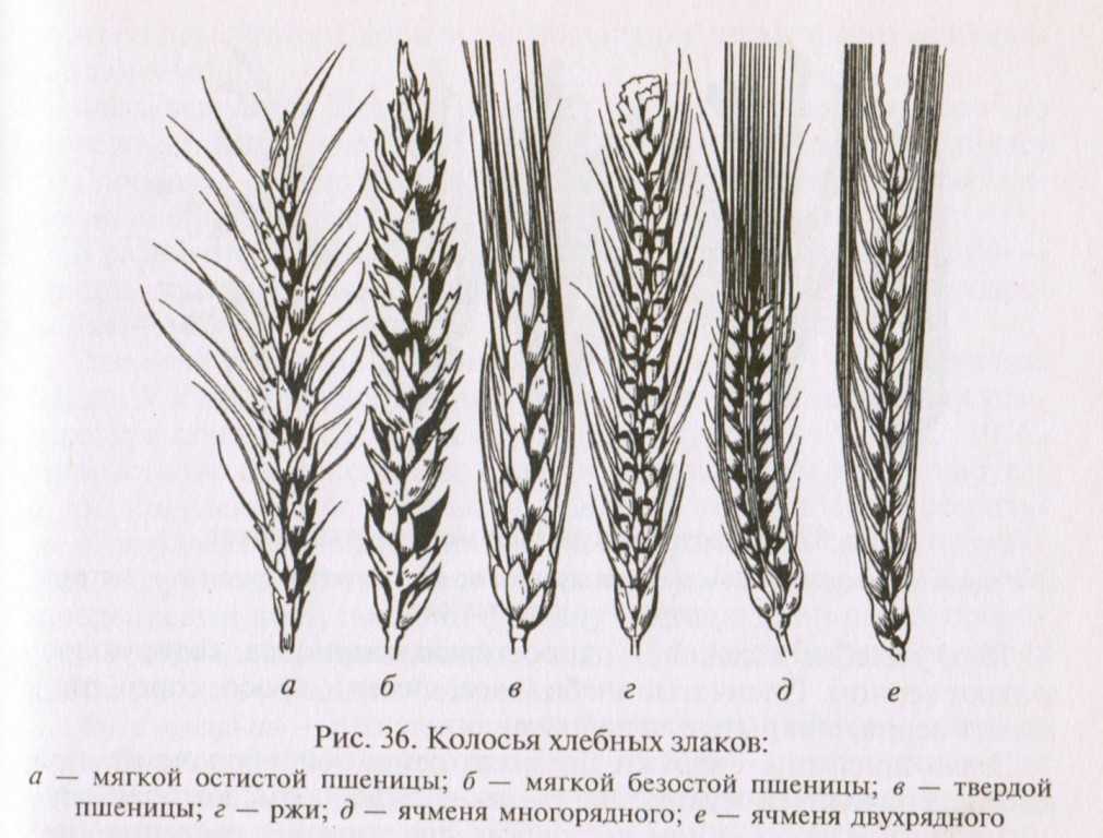 Головня твердая пшеницы | справочник пестициды.ru