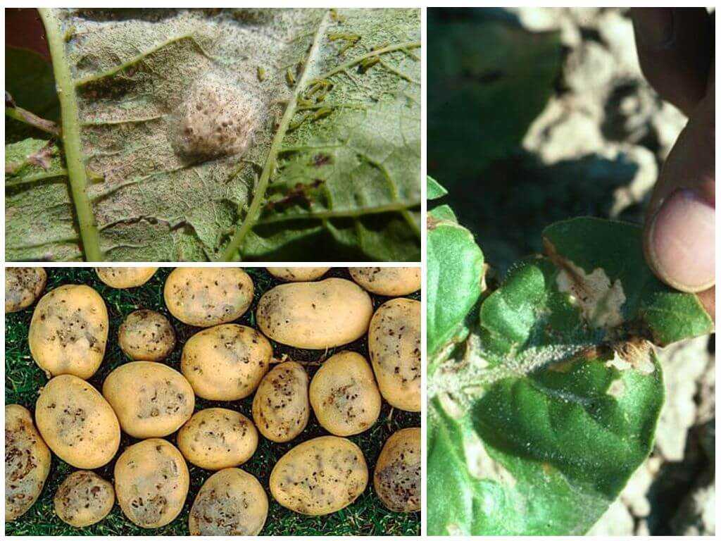 Картофельная моль – узкоспециализированный огородный вредитель