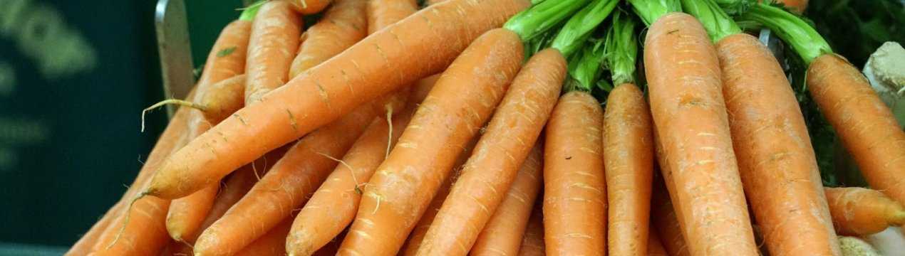 Морковь королева осени — холодостойкий и урожайный сорт