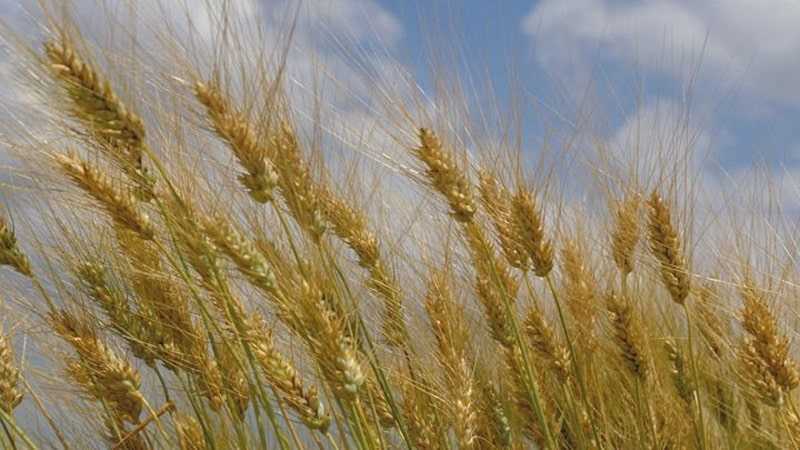 Фазы развития зерновых культур