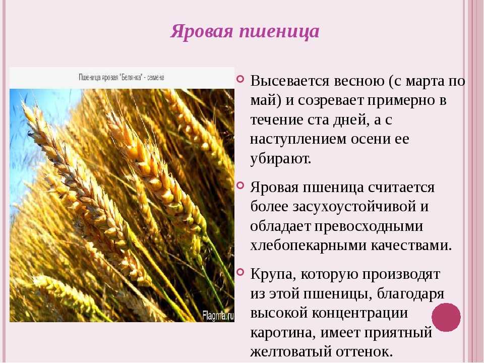 Сизоворонка coracias garrulus - красная книга россии.
