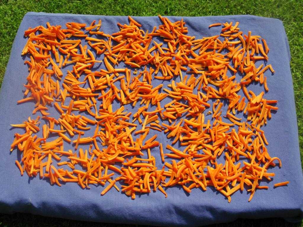 Как сушить морковь, описание разных методов сушки, использование сушенной моркови