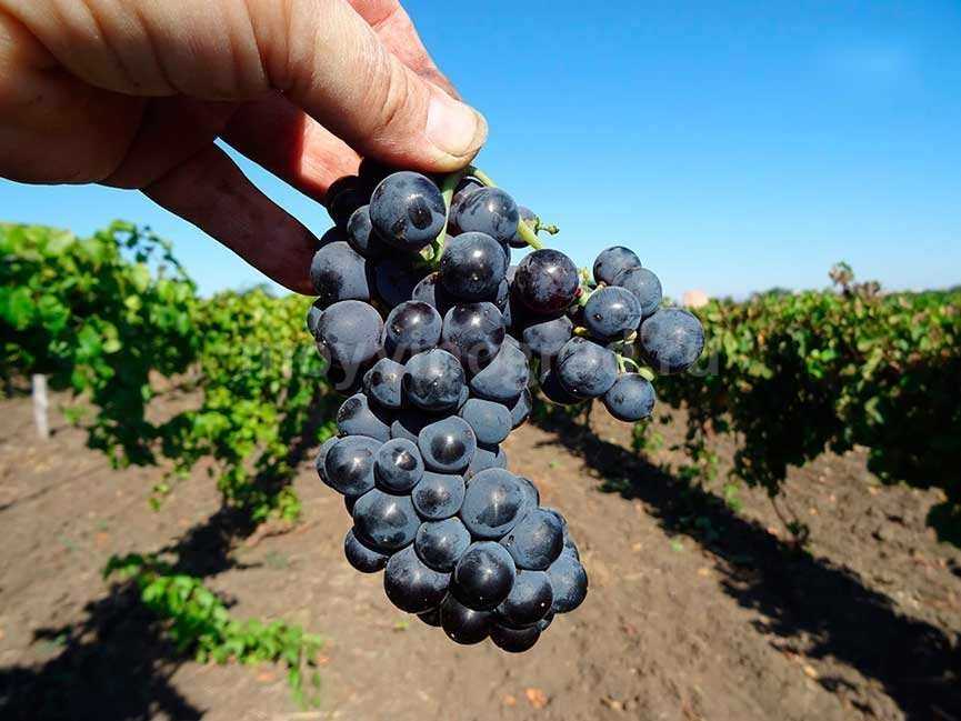 Мальбек - сорт винограда для производства вин: описание, фото, болезни и вредители selo.guru — интернет портал о сельском хозяйстве