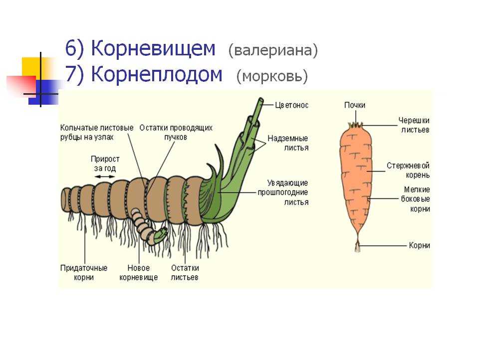 Морковь группа растений. Строение моркови биология 6 класс. Строение корнеплода моркови. Морковь особенное строение корня системы. Строение моркови схема.