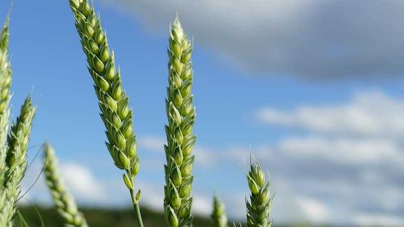Сорта озимой пшеницы: их характеристика и описание, урожайность и нормы высева, сорта краснодарской и ставропольской селекции, фото