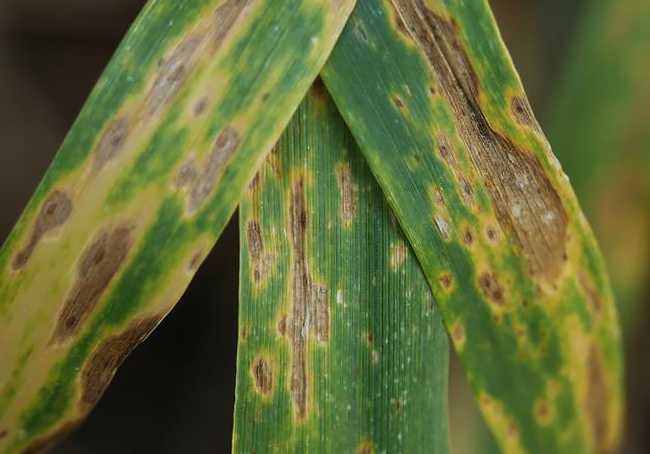 Болезни кукурузы и вредители: описание и лечение, меры борьбы с ними, фото