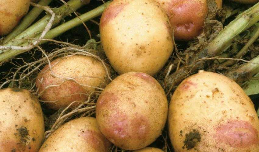 Один из самых популярных сортов картофеля: «пикассо» — описание, характеристика, фото