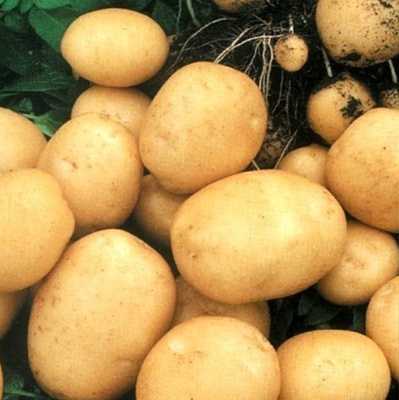 Картофель красавчик: описание сорта, фото, отзывы о вкусовых качествах и сроках созревания, особенности хранения и выращивания, характеристика урожайности
