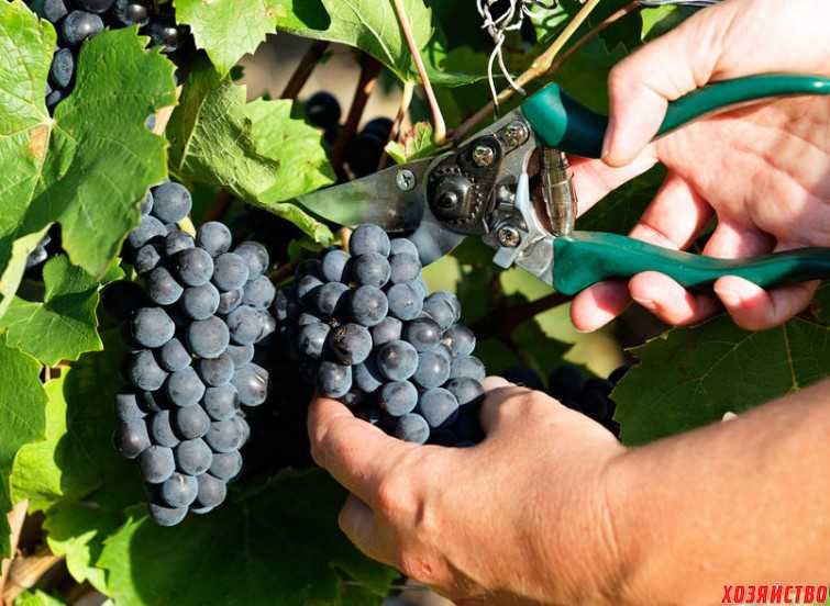 Кубанский виноград. секреты высоких урожаев