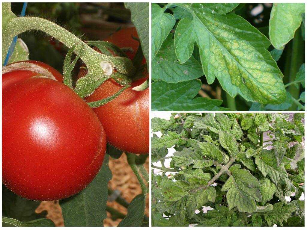 Самые частые болезни томатов в теплице и на открытом грунте: признаки и способы лечения