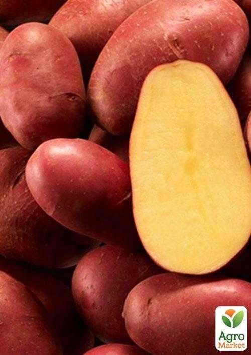 Неприхотливый, среднепоздний сорт картофеля «никулинский»