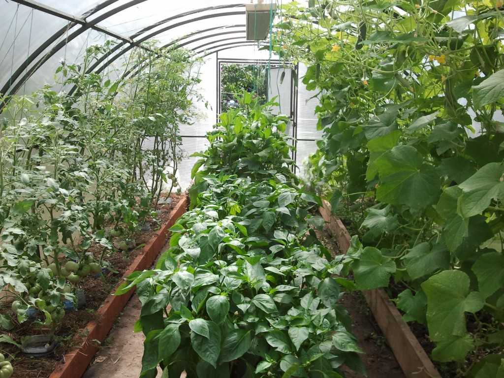 Баклажаны выращивание и уход в теплице, как ухаживать + видео: уход за баклажанами в теплице из поликарбоната