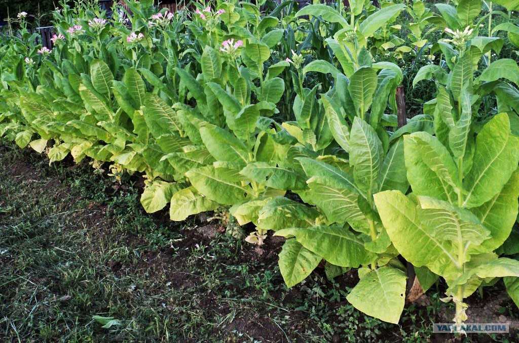 Самые лучшие и крепкие виды табака, сколько сортов выращивают на планете