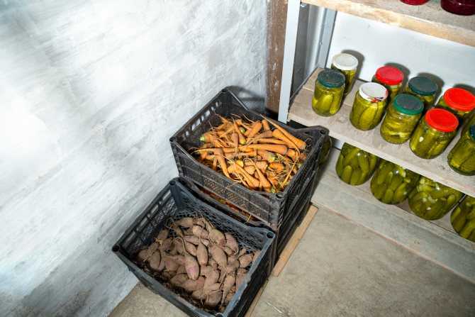 Как сохранить кабачки на зиму в домашних условиях, в квартире и холодильнике: создаем оптимальные условия