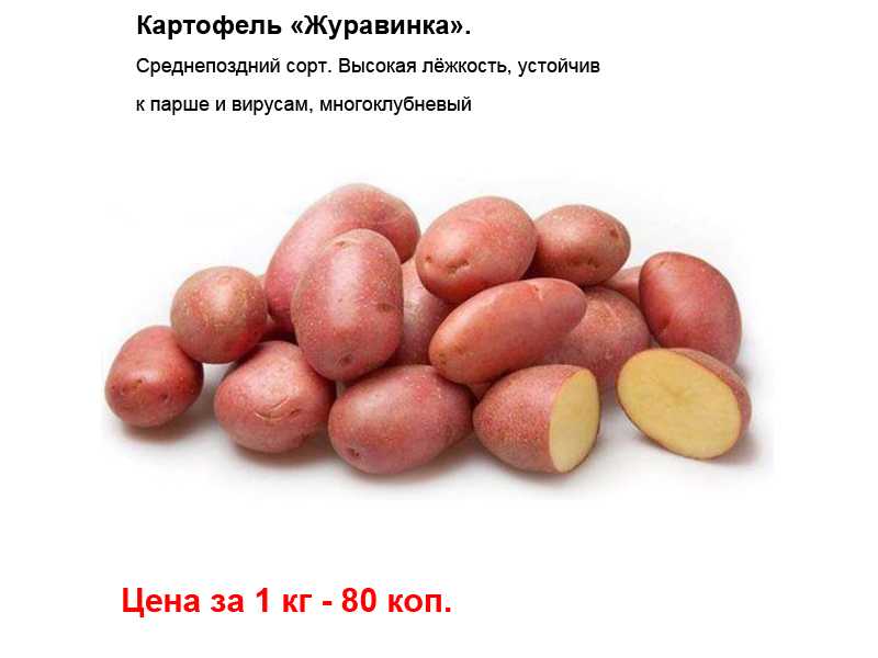 Высокоурожайный, морозоустойчивый сорт картофеля «журавинка» с отменным вкусом