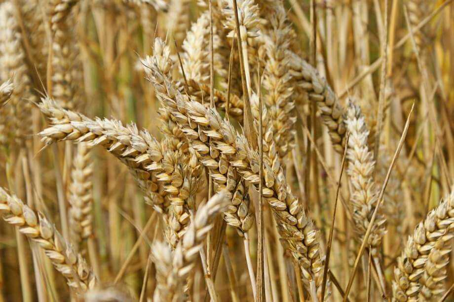 Выращивание пшеницы: посев, подкормка и сбор урожая | cельхозпортал