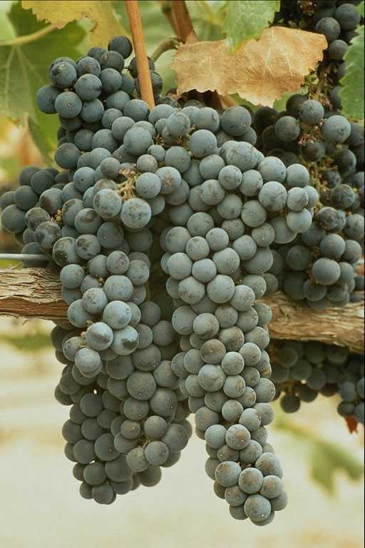 Купить кинельский виноград. Виноград Гайлюне. Шираз сорт винограда. Виноград Ювендана.