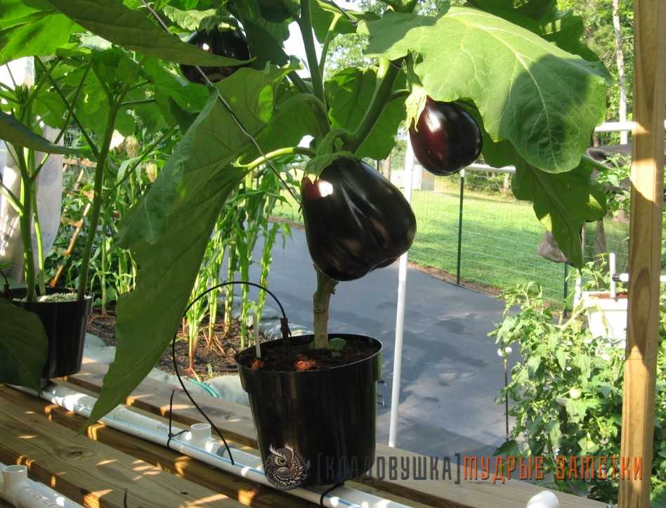 Выращивание баклажанов от а до я: уход в открытом грунте, агротехника и технология посадки на балконе в домашних условиях
