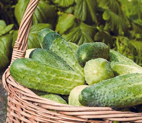 Огурцы сорта темпа f1 пригодны для консервирования и для салатов. вырастить коротко плодные огурцы помогут советы огородников-практиков.