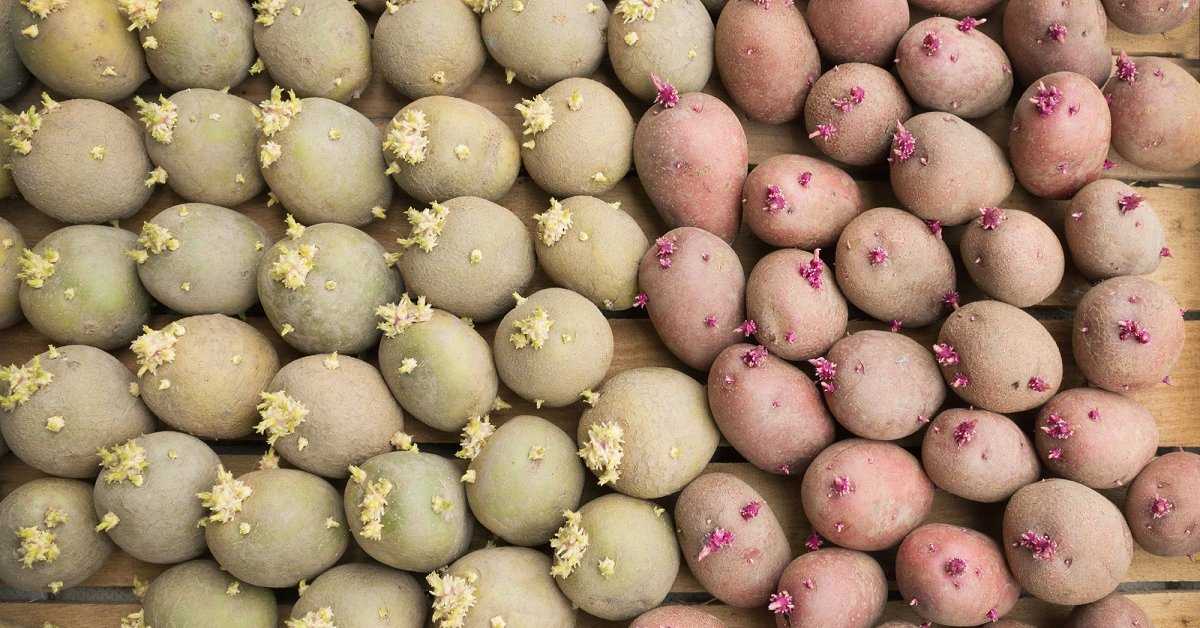 Почему зеленеет картофель