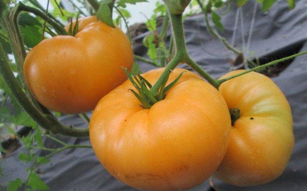Фото, видео, отзывы, описание, характеристика, урожайность сорта томата «гигант красный»