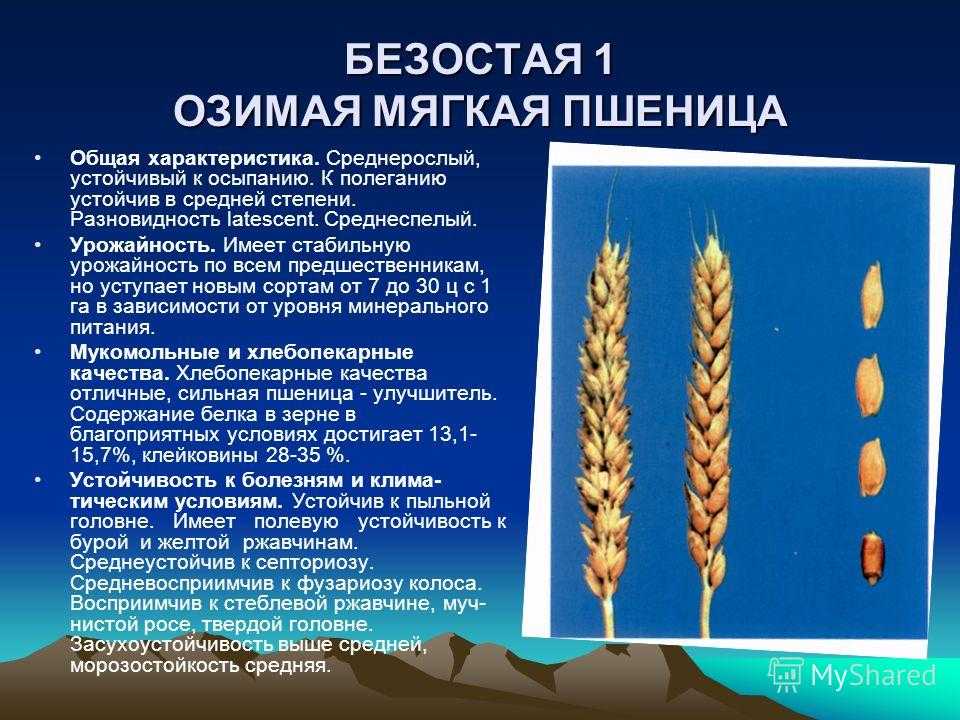 Пшеница: её производство, посев, обработка, сорта, урожайность, фазы роста и кущения, семена озимой пшеницы, подкормка и другие характеристики