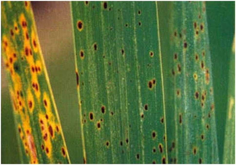 Болезни и вредители кукурузы: фото, описание, меры борьбы