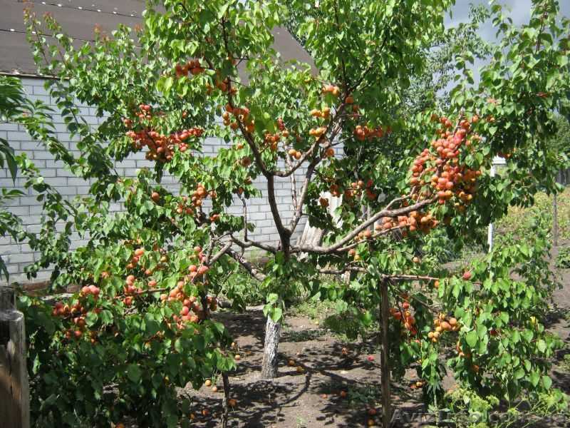 Как посадить абрикос косточкой – отбор семян и возможные проблемы