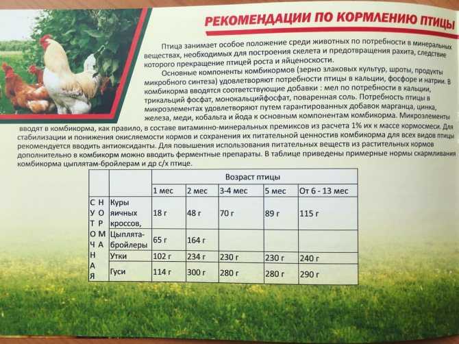 Овес для кроликов: кормление, полезная информация