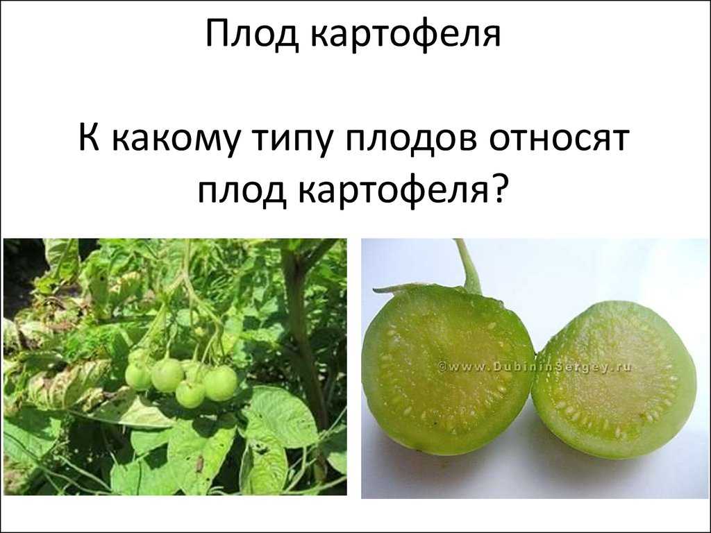 Выберите все изображения плодов того же типа что и плод у картофеля