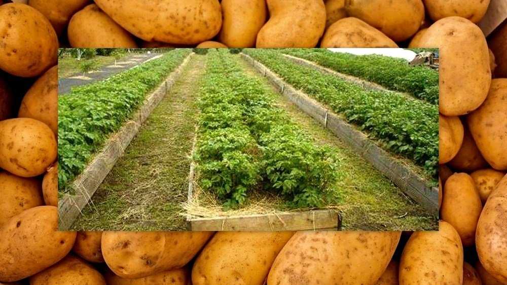 Посадка и выращивание картофеля по методу митлайдера