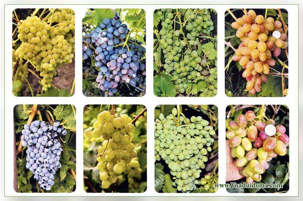 Самые лучшие сорта винограда столового, неукрывного, технического: фото, видео, отзывы