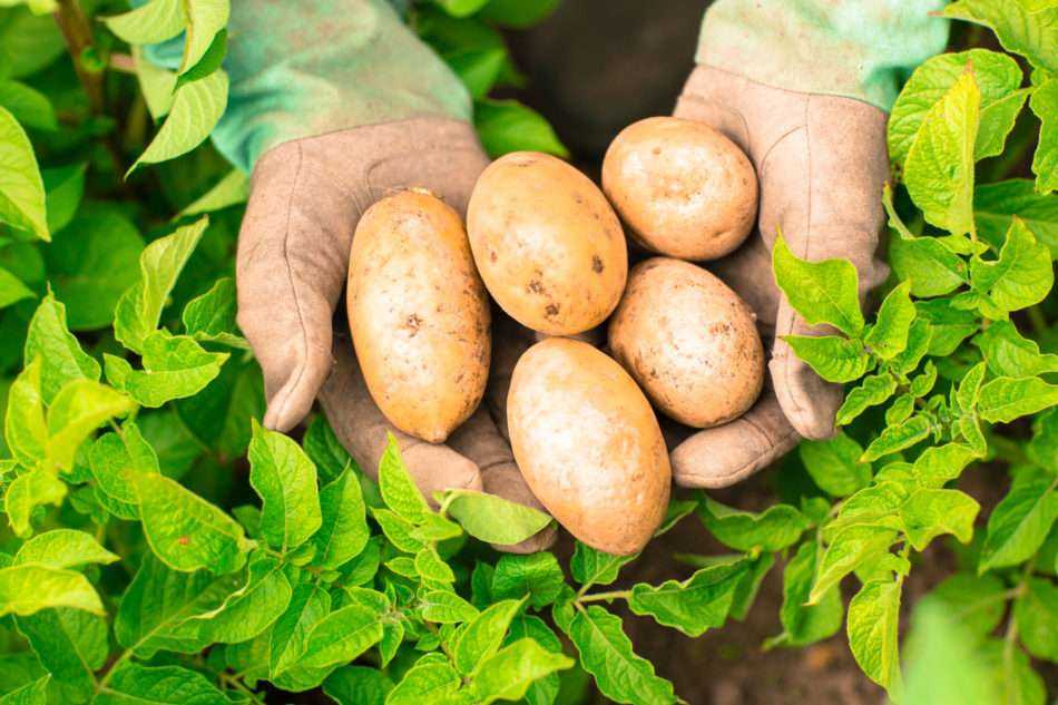 О картофеле чародей: описание семенного сорта, характеристики, агротехника