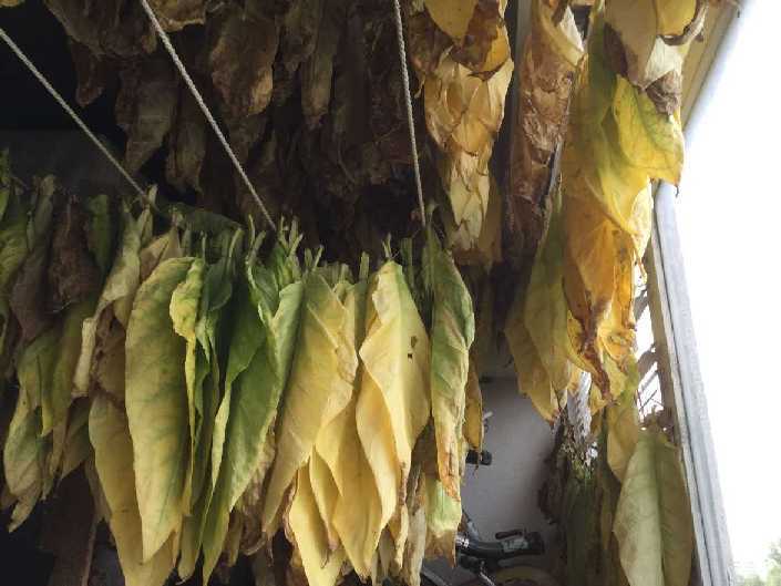 Как собирать табак и сушить: сроки сбора, способы сушки в домашних условиях ( в специальной сушилке, на подоконнике и т.д.), температура выжелчивания листьев