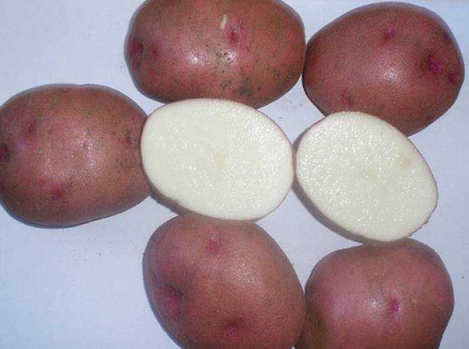 Красный и белый: какой картофель лучше подходит для пюре, а какой для варки