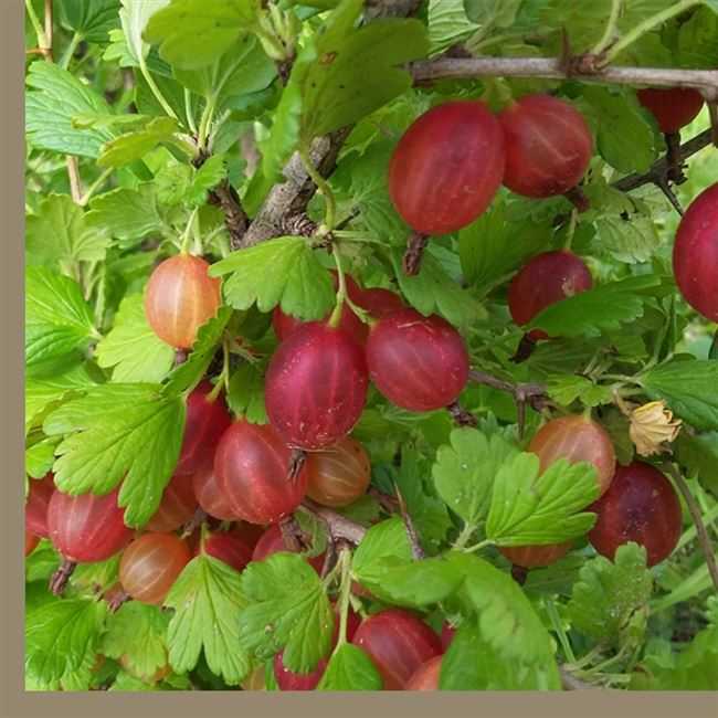 Крыжовник юбиляр — характеристика сорта, этапы выращивания