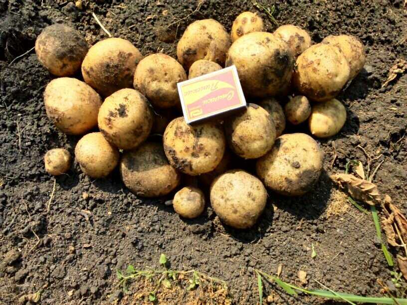 Как вырастить на садовом участке картофель адретта?