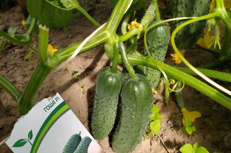 Лучшие сорта огурцов на 2021 год: самые урожайные, вкусные, для теплицы и открытого грунта