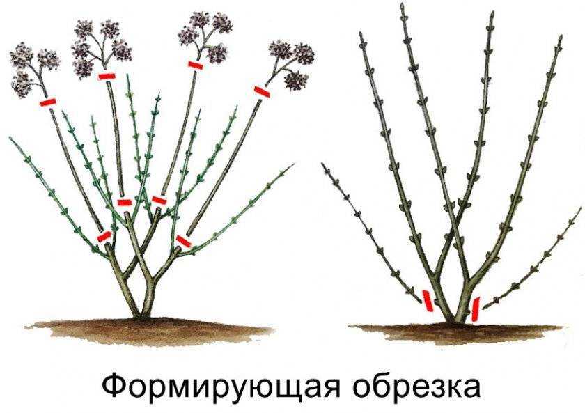️ обрезка плодовых деревьев весной для начинающих в картинках, сроки согласно лунному календарю