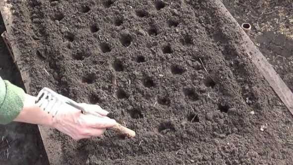 Как сажать редис: выращивание и уход в открытом грунте