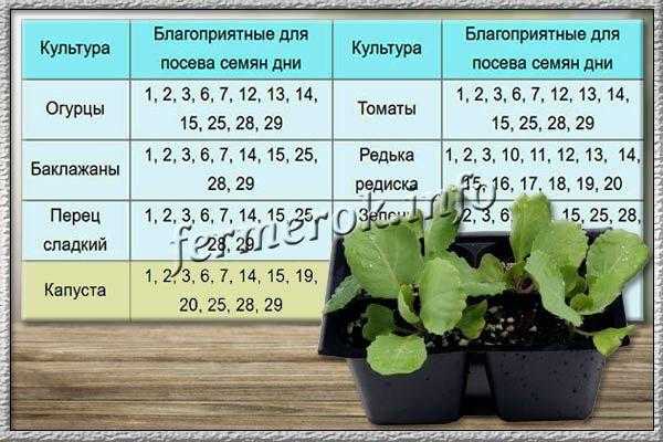 Как вырастить капусту брокколи на огороде