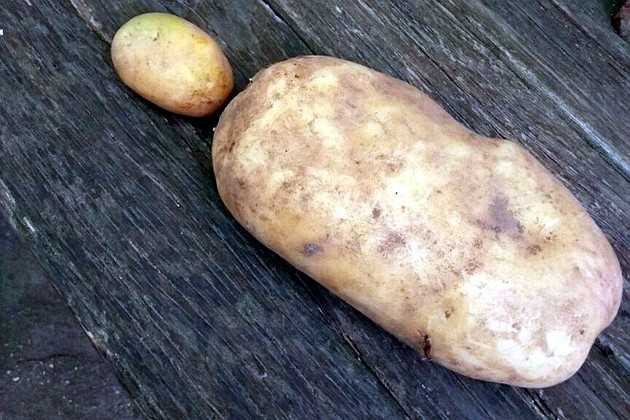 К чему снится большая картошка