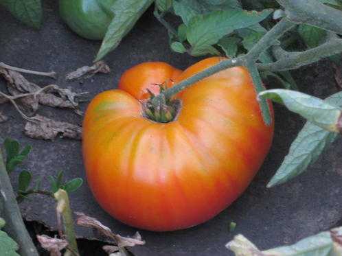 Томаты ананас: описание сорта, особенности выращивания помидоров и их урожайность
