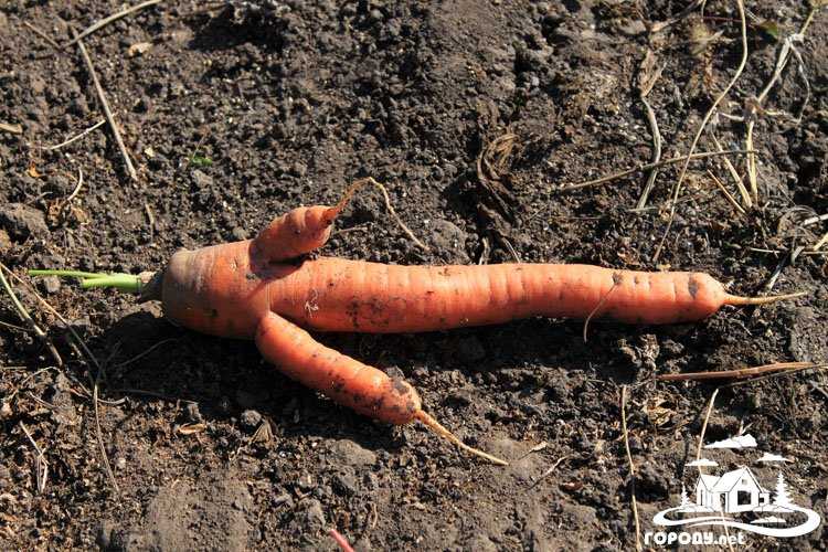 Почему морковь растет корявая и рогатая: причины, как бороться