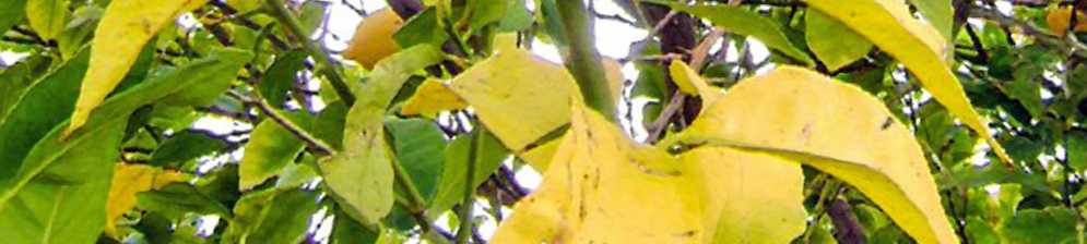 Почему осенью желтеют и опадают листья с деревьев: какие листья меняют цвет и почему так происходит | фоксфорд.медиа  - фоксфорд.медиа
