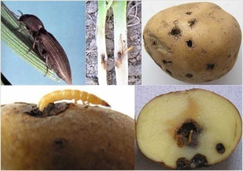 Картофельная моль – узкоспециализированный огородный вредитель