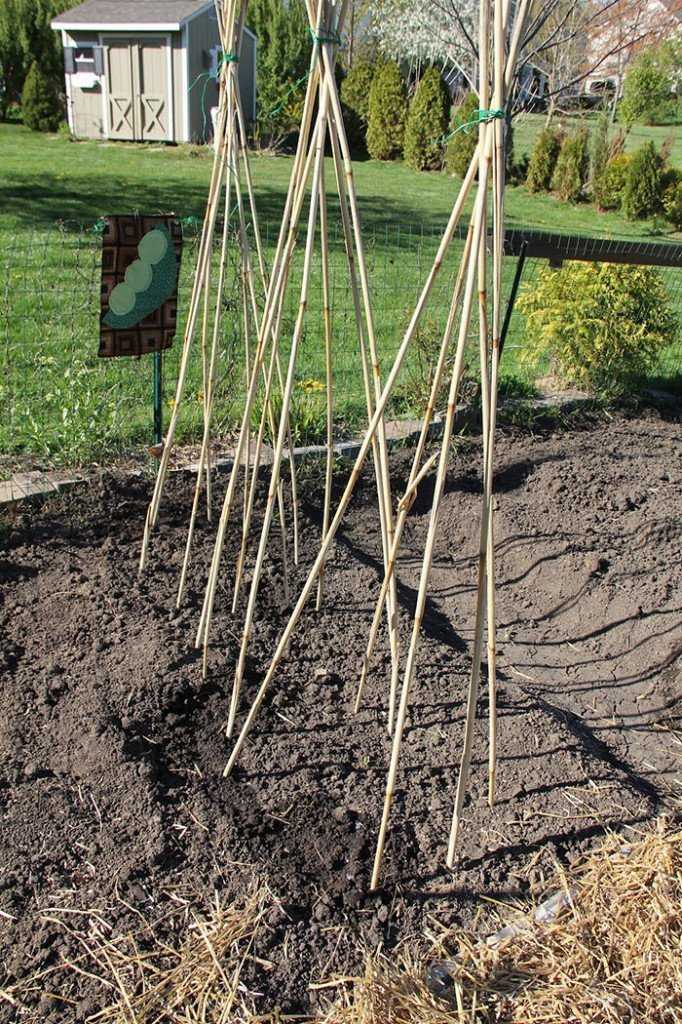 Выращивание гороха в открытом грунте - когда и как правильно сажать